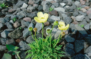 1 1